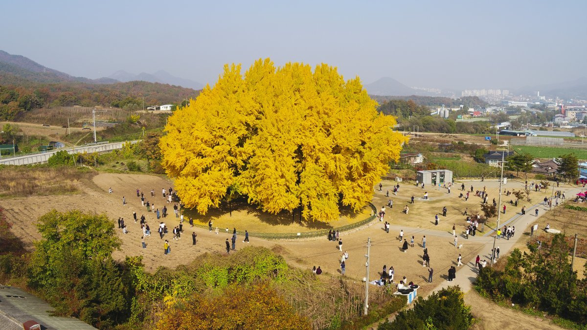 원주 반계리 은행나무