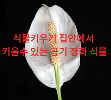 식물 키우기 집안에서 키울 수 있는
공기 정화 식물