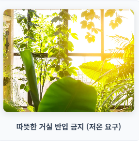 블루베리 키우기