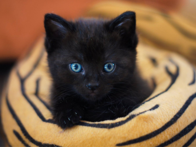 고양이를 안는 꿈 해몽 꿈풀이 해석 고양이꿈