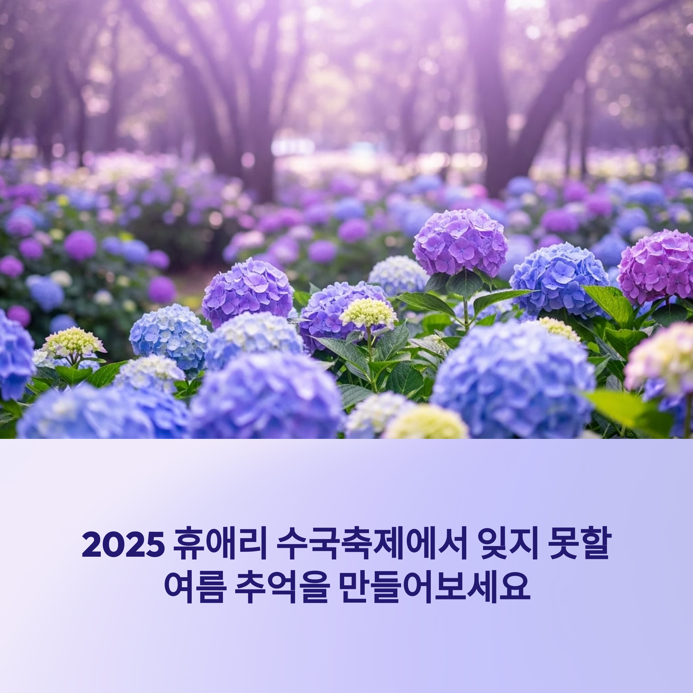 휴애리 수국축제