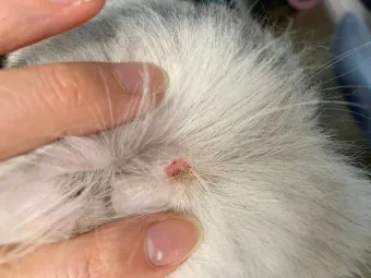 &amp;quot;고양이