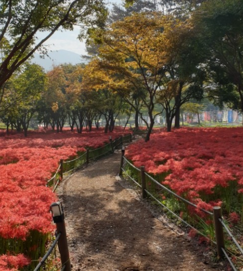 진달래꽃명소