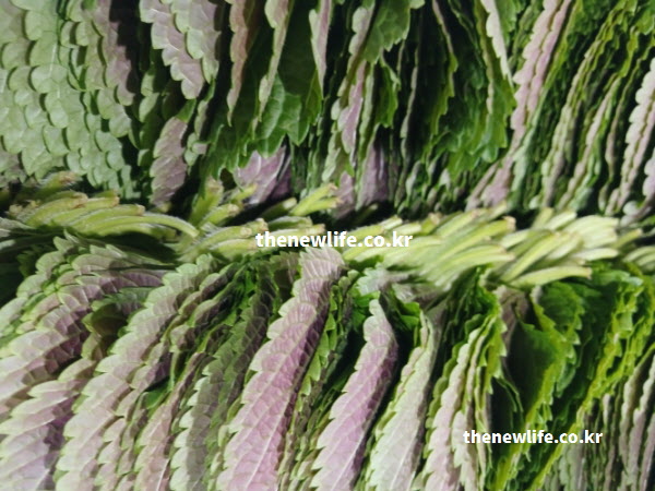 자색 깻잎 효능 베타카로틴 성분 혈관 정화 실사진