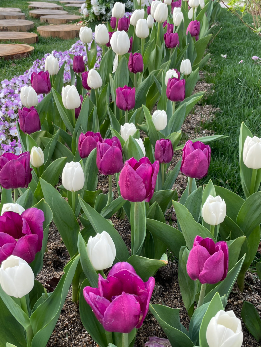 에버랜드 튤립축제