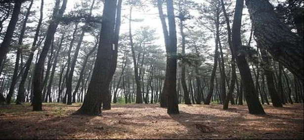 춘장대 솔내음야영장