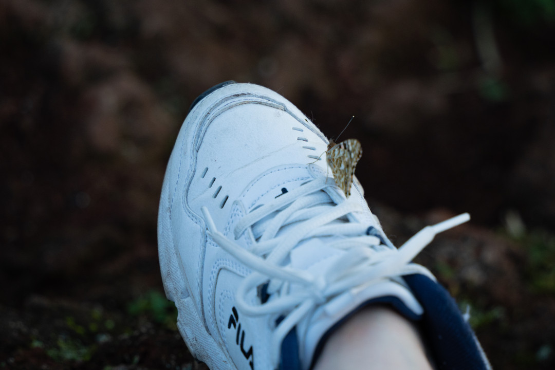 군산 오름 나비