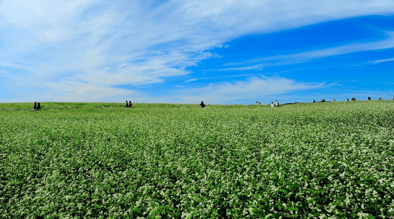 폭싹 속았수다 촬영지 고창 청보리밭