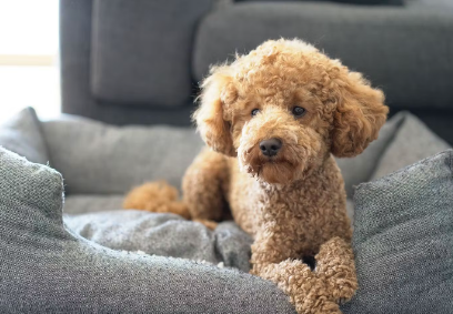 개가 앉아 있다.