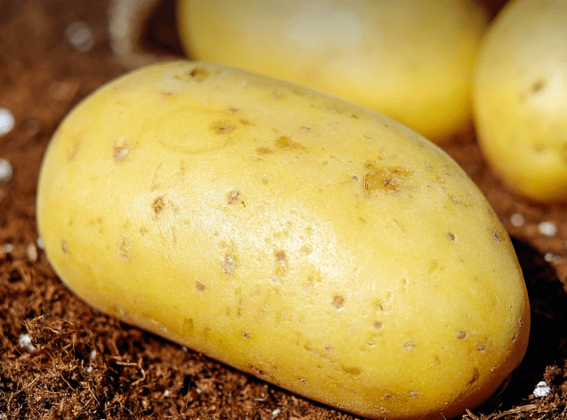 위장 점막 보호하는 음식