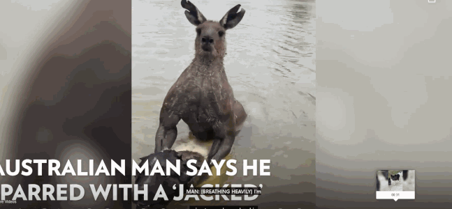 캥거루 반려견 주인