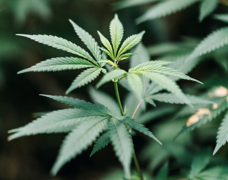 하이퍼셀 대마종자유 골드 효능