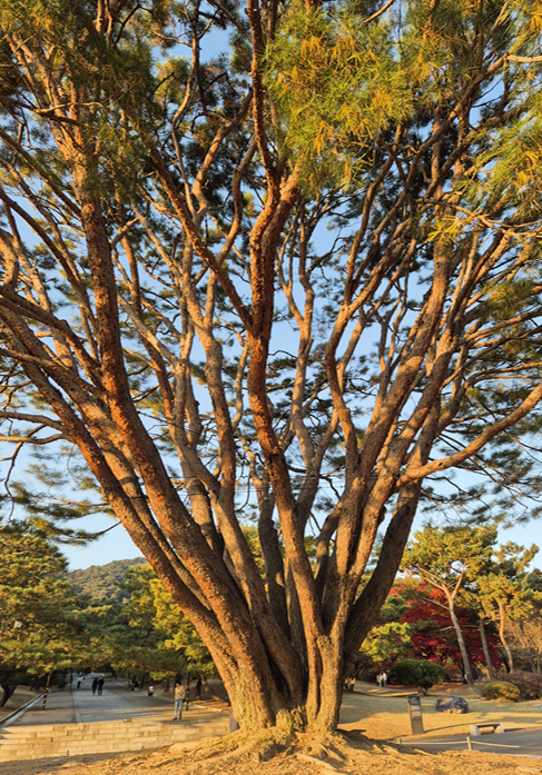 아산 현충사 곡교천 은행나무길 황금빛 단풍 터널! 가을 여행 추천