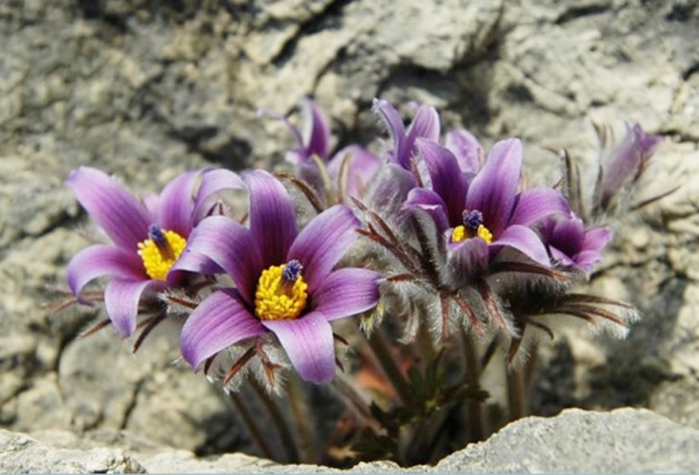 2024년 봄, 꽃 향기 가득한 설렘! 가족과 연인과 함께 떠나는 꽃놀이(ft.전국 꽃 행사 총 정리)