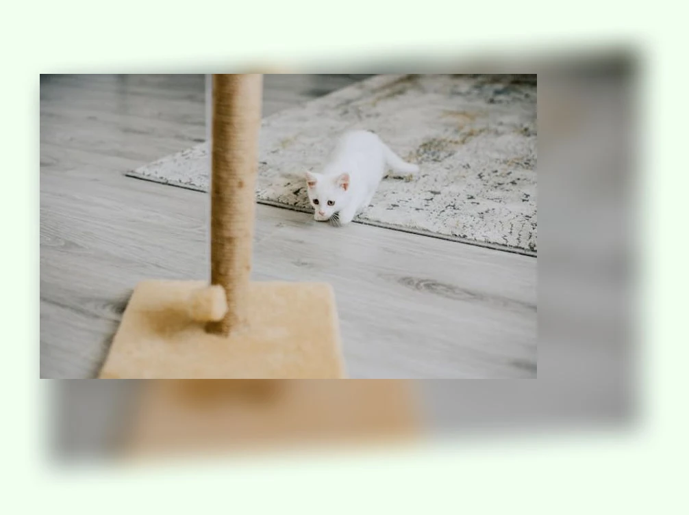 고양이 스크래쳐_3_subsection