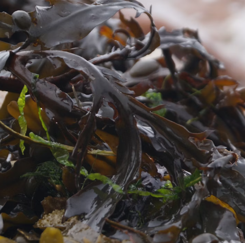 미역 효능 부작용 칼로리