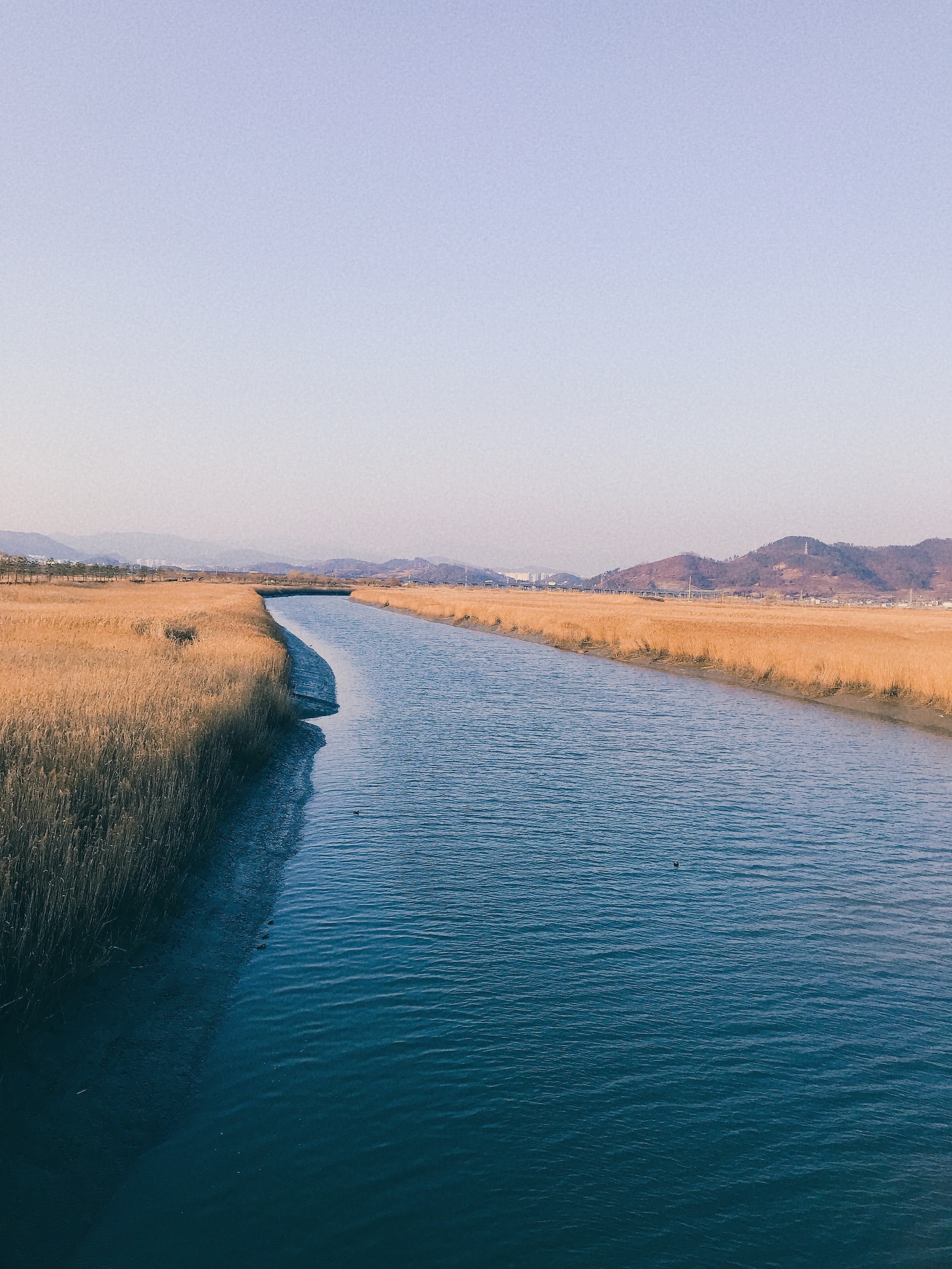 순천만 습지 관련 사진