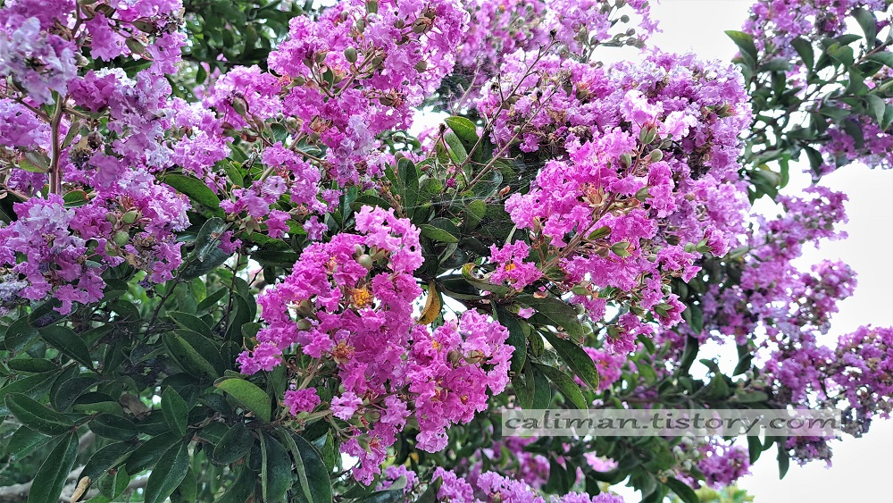 나무(木) 백일홍(Crape Myrtle)