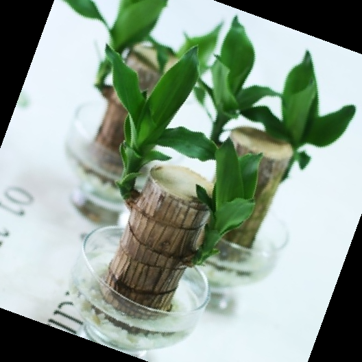 실내 공기정화식물 순위