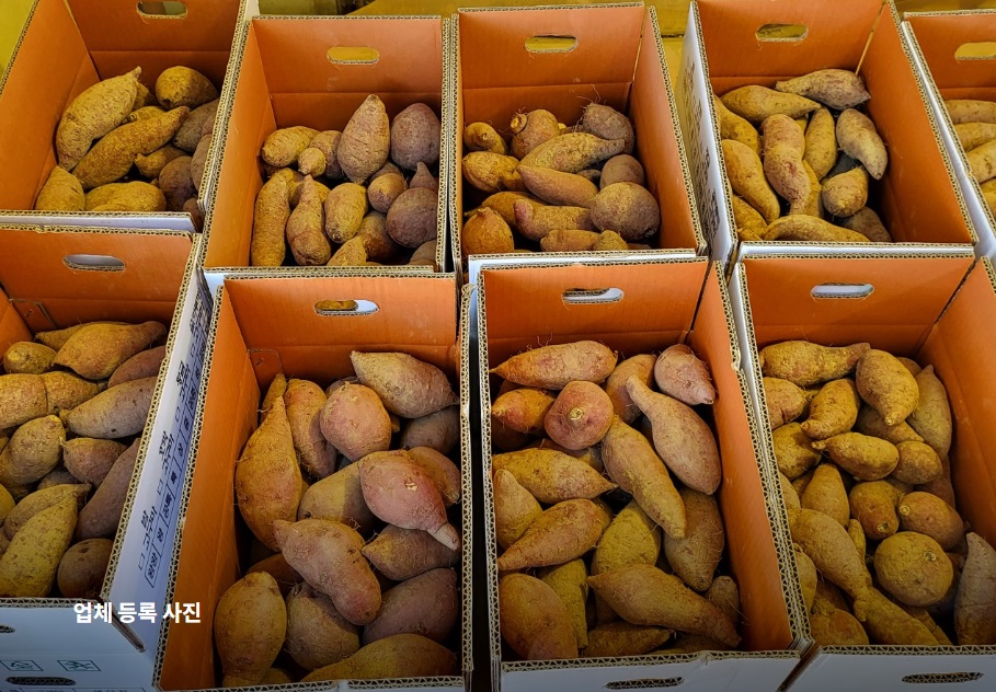 한국인의밥상-여주-고구마-영자씨네농원