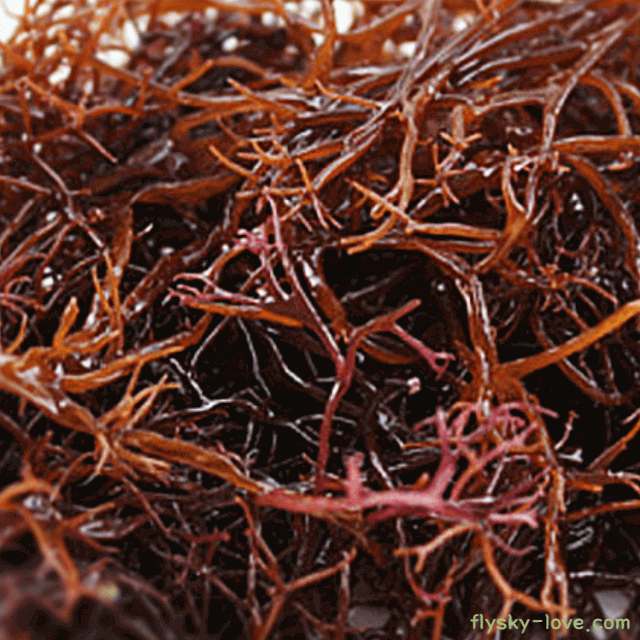 바다의 약초 세모가사리