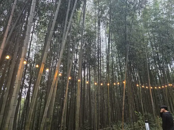 담양 대나무 축제 죽녹원