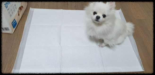 강아지 배변 패드 선택 가이드: 처음 키우는 보호자를 위한 팁