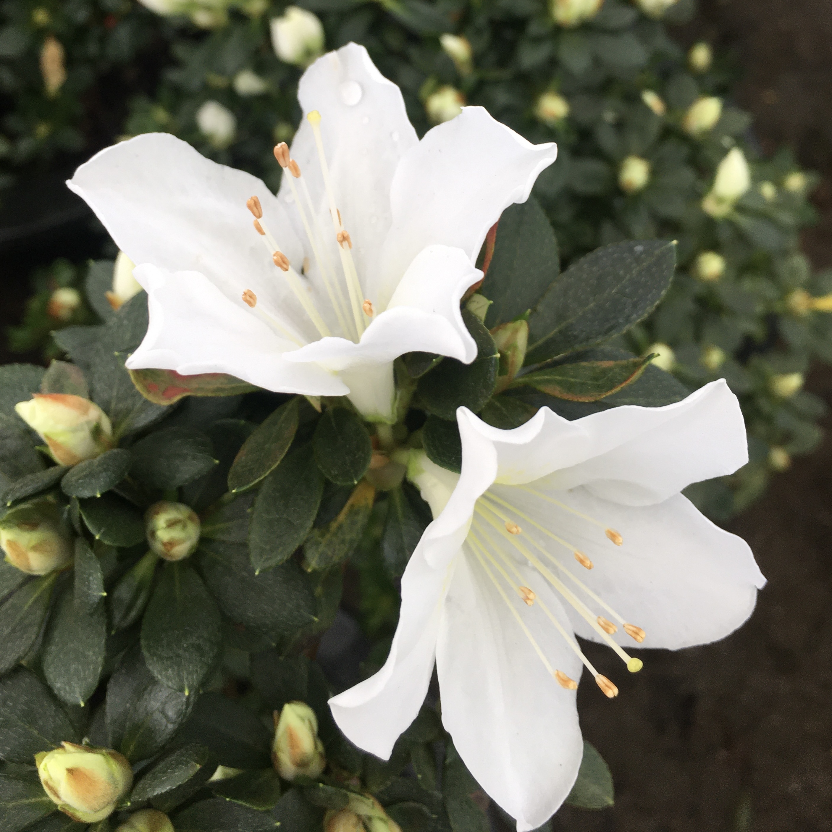 철쭉 아잘레아 삽목 방법, 심는 방법, 가지치기