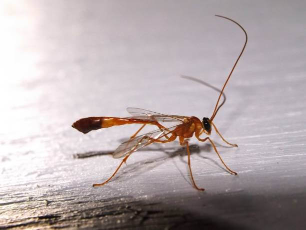 성인 일본뇌염 예방접종