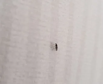 화분 뿌리파리 생기는 원인과 퇴치법 완벽 정리_7