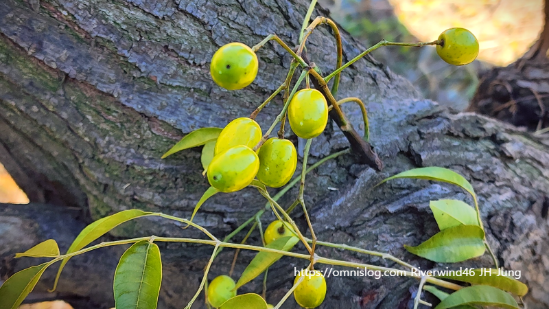 멀구슬나무 열매 천련자(川楝子)