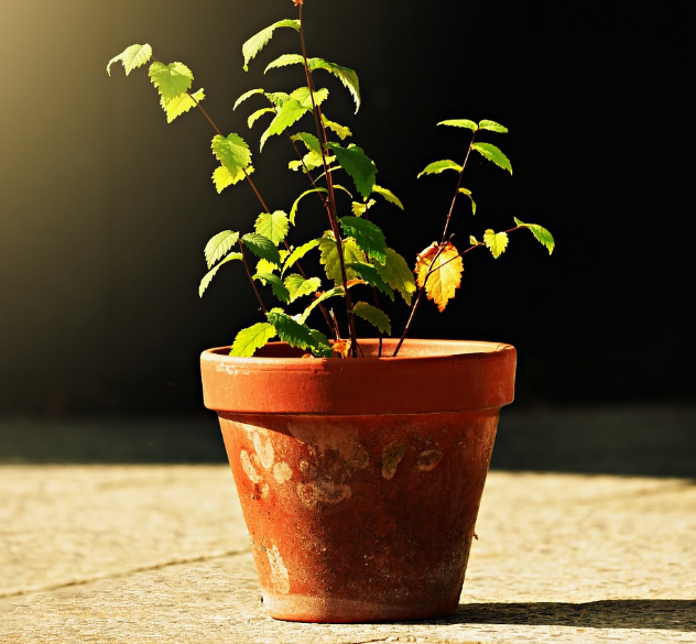 화분에 물 주기 전 체크리스트 :흙 상태, 점검법