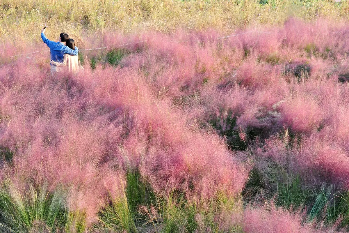 평택 바람새마을 핑크뮬리 가을 여행 인생샷 명소 추천으로 안내_4
