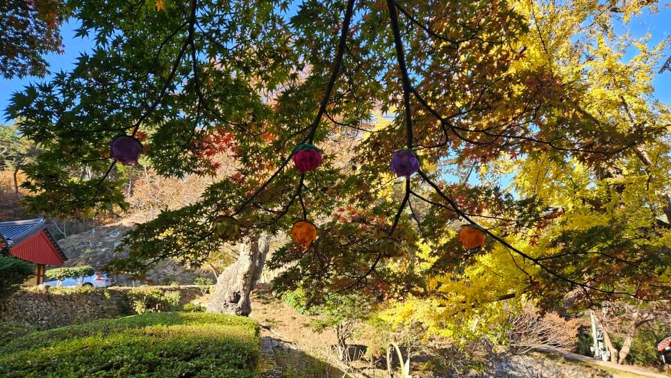 서산 흥주사 : 900년 은행나무의 전설과 백화산의 정취를 품은 고찰