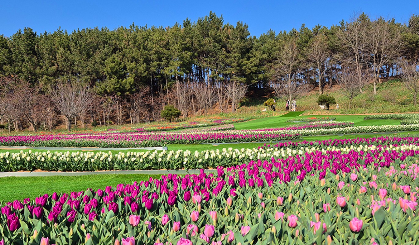 2025 태안 세계튤립꽃박람회