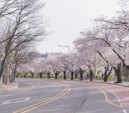 여의도벚꽃축제