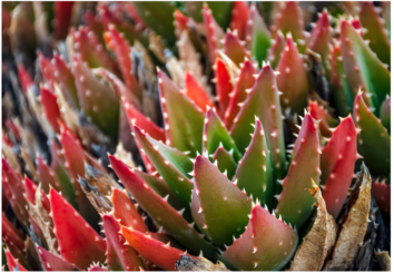 A cactus covered in prickles