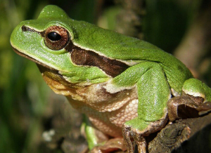 개구리 나오는 꿈