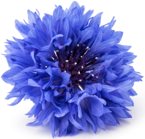 가을에 피는 꽃 수레국화