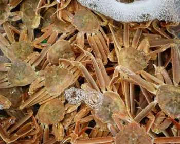 영덕 대게축제_15