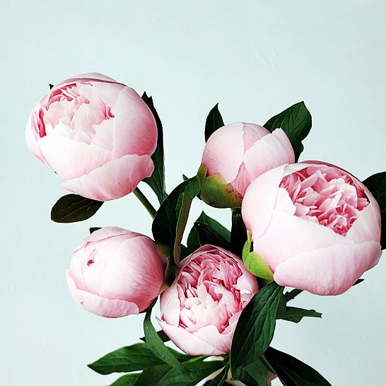 작약_뿌리_효능