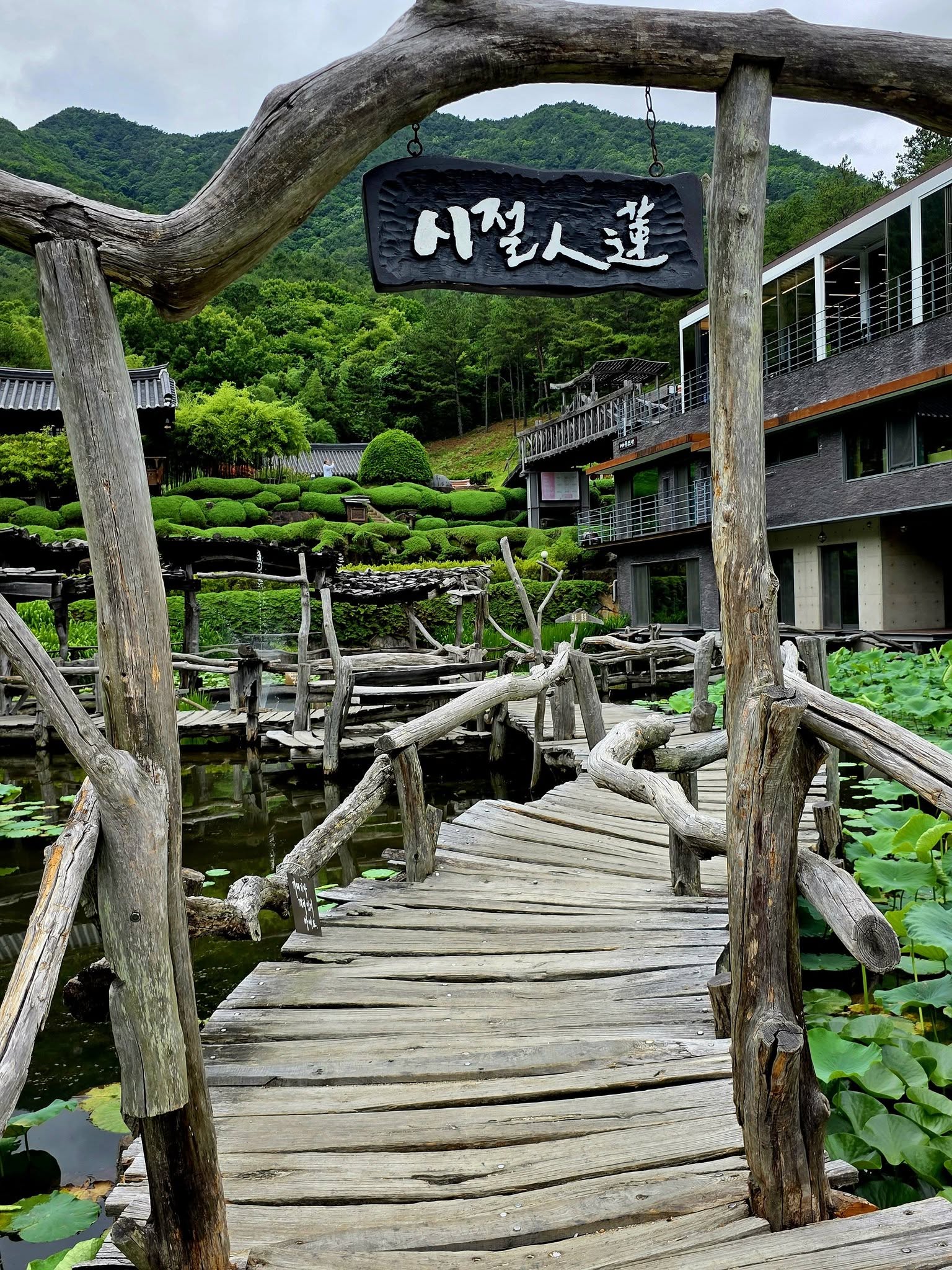 산청 수선사 연꽃 만개