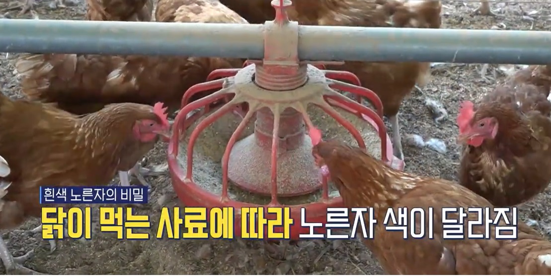 연천-계란-유나네자연숲농장