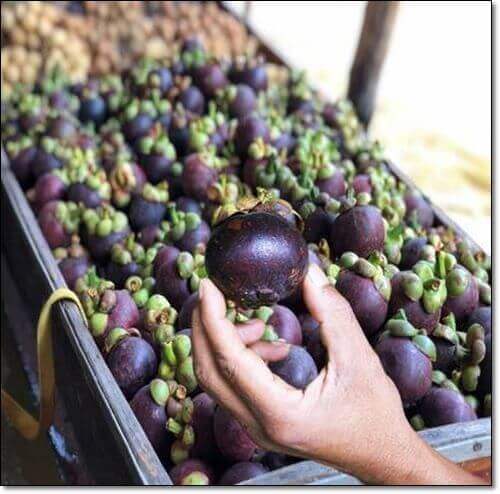 망고스틴에 풍부한 크산톤, 망고 스틴 들고 있는 여성