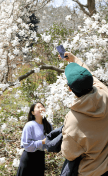 천리포수목원 목련축제