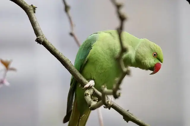 반려동물 마이크로칩