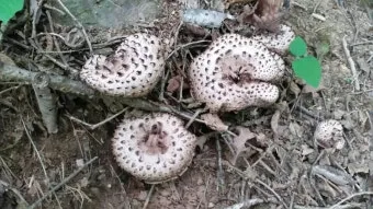 능이버섯 채취시기 산행 정보를 정리_3