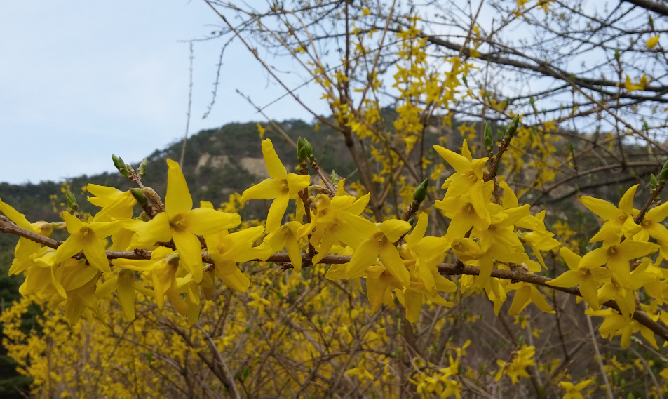 개나리4