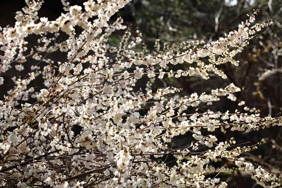 우리나라 특산식물 댕강나무와 댕강나무 꽃말 꽃댕강나무_4