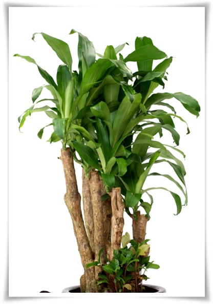 &quot;행운목&quot; 행운을 불러오며 실내 정원을 아름답게 가꾸는 초록의 친구!